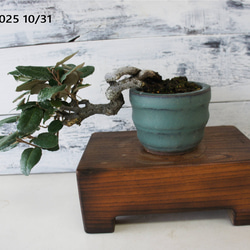 盆栽 『真柏』 和風 インテリア 観葉植物 園芸 オブジェ 送料無料 b082 盆栽 『真柏』 和風 インテリア 観葉植物 園芸 オブジェ 送料