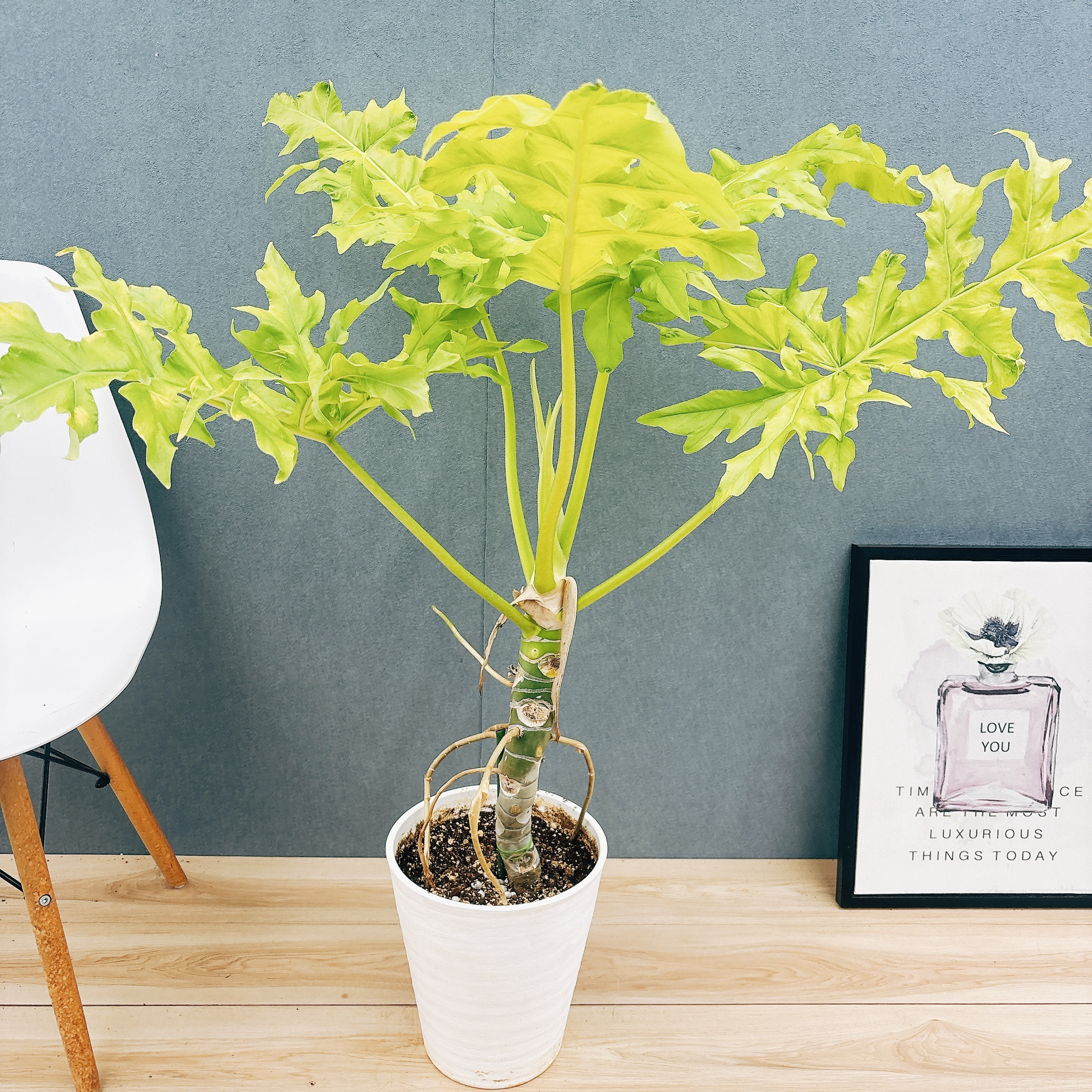 ［現品］【希少】☆人気☆  21番　フィロデンドロン　セローム　ゴールドリーフ　8号　観葉植物　室内　レア