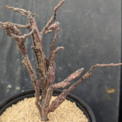 サボテンコレクション・テフロカクタス・ゲオメトリクスinわけけのお店