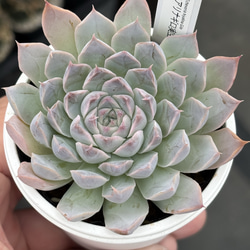 人気原種！☆リンゼアナ実生 多肉植物 自家実生苗 多肉植物 美