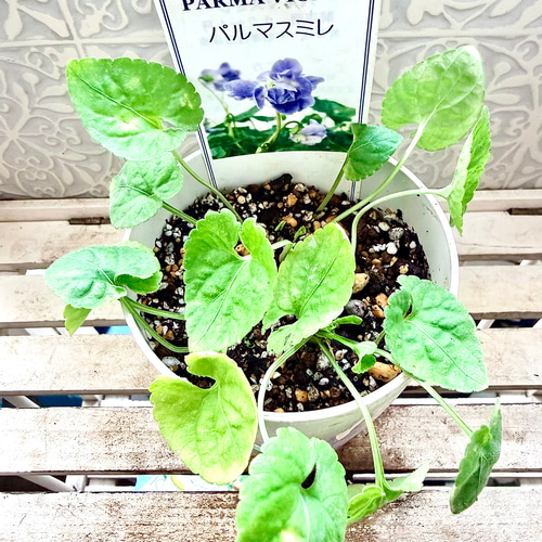 親株、開花中‼️ 八重咲き パルマスミレ ニオイスミレ オーロラ 苗
