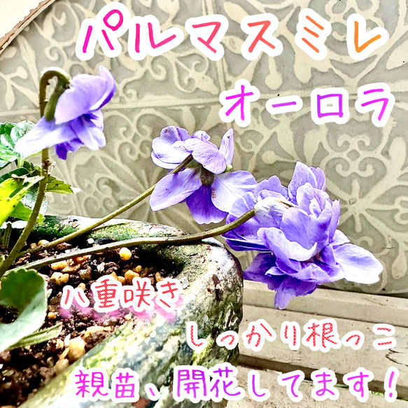 親株、開花中‼️ 八重咲き パルマスミレ ニオイスミレ オーロラ 苗