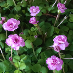 立派♡トキワマンサク♡七彩♡8寸鉢♡ アートフラワー nico