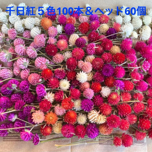 2025年収穫☆千日紅ドライフラワー茎あり＆ヘッドのみ☆ドライフラワー