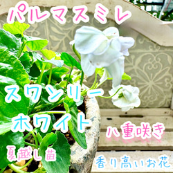 八重咲きローマン 苗 ダブルフラワーカモミール 3.5号 カモミール