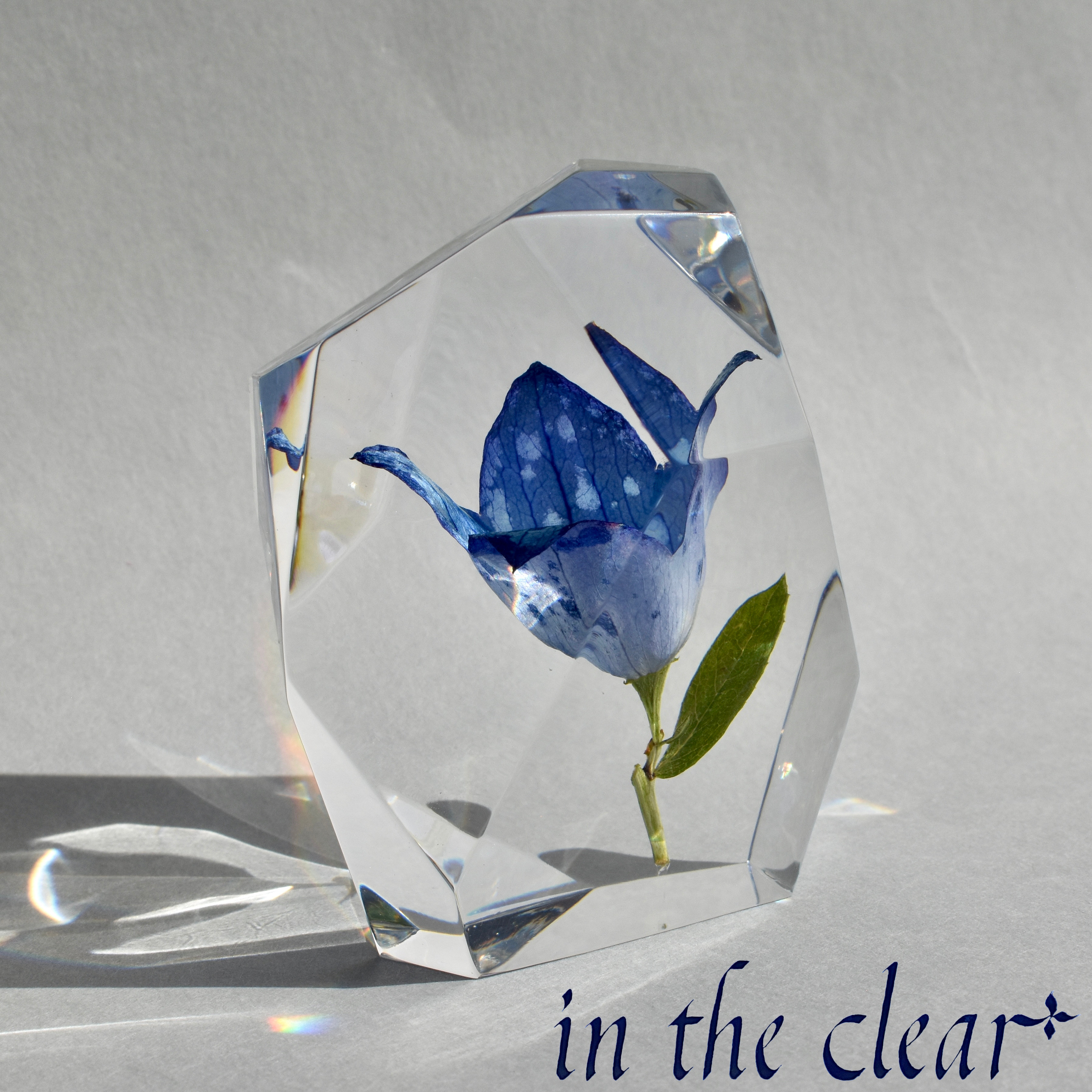 植物標本　桔梗　青　鉱石型