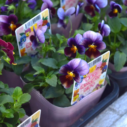 ジニア「プロフュージョン チェリーバイカラー」 ピンク 花苗 花 苗