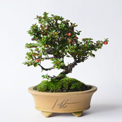 ユスラウメ no.86 盆栽 盆栽やす 通販 13620104｜Creema(クリーマ)