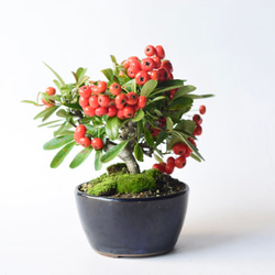 ハリツルマサキ（ハートの実の木） no.47 盆栽 盆栽 盆栽やす 通販