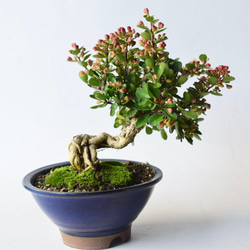 ハリツルマサキ（ハートの実の木） no.46 盆栽 盆栽 盆栽やす 通販