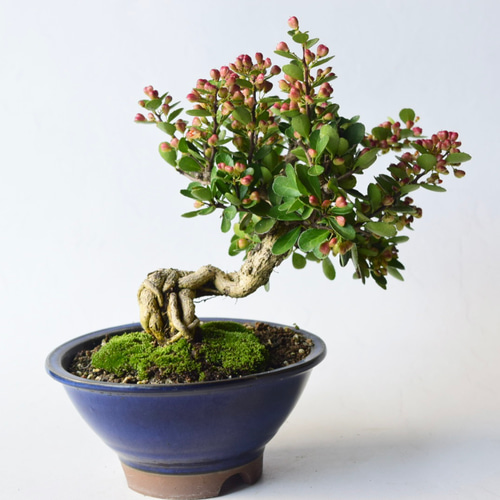 実姿 ハリツルマサキ（ハートの木） 盆栽5 盆栽 盆栽やす 通販