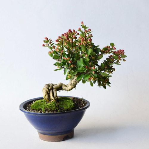 実姿 ハリツルマサキ（ハートの木） 盆栽5 盆栽 盆栽やす 通販
