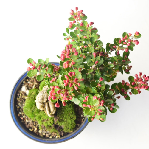 実姿 ハリツルマサキ（ハートの木） 盆栽5 盆栽 盆栽やす 通販