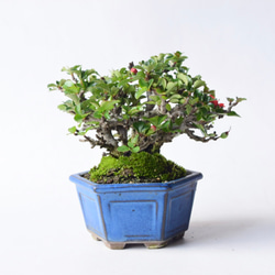 斑入り真柏　盆栽 盆栽 翠松園 真柏 半懸崖 樹齢100年 - 兵庫県加西市｜ふるさとチョイス