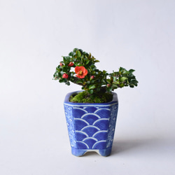 ユスラウメ no.86 盆栽 盆栽やす 通販 13620104｜Creema(クリーマ)