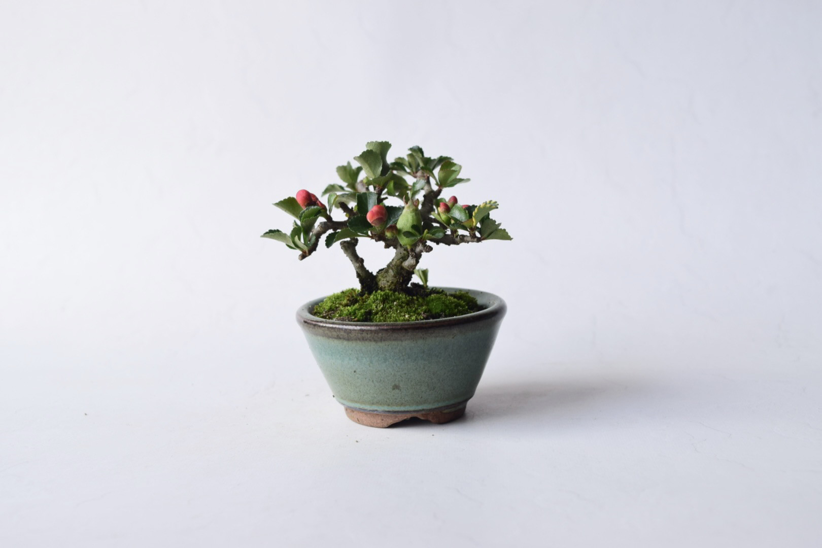 ミニ赤花長寿梅　　　盆栽11