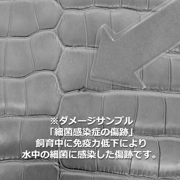 ワニ革  素マット モルガナイトピンク　「長財布向け」サイズ No.CM0185 16枚目の画像