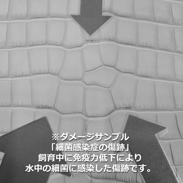 ワニ革  素マット モルガナイトピンク　「長財布向け」サイズ No.CM0185 15枚目の画像
