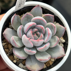 レア品種！☆マーガレットレッピン錦 多肉植物 自家栽培 国産 多肉植物