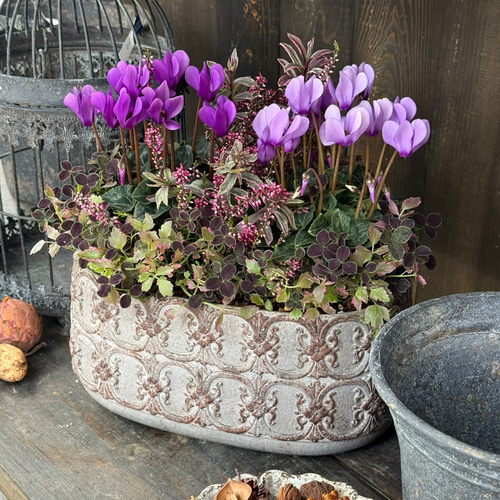 軽井沢産】「シクラメン ドラゴン」ゴージャス ブルー寄せ植え※寄せ