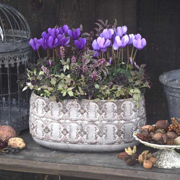 軽井沢産】「シクラメン ドラゴン」ゴージャス ブルー寄せ植え※寄せ