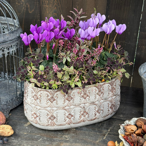 寄せ植え　花　シクラメンドラゴン 寄せ植え 花 シクラメンドラゴン2色 - メルカリ