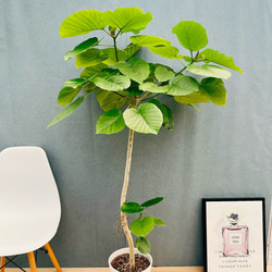 ［現品］A3 フィカス　ベンガレンシス　曲がり　8号　観葉植物　室内　大型 フィカス ベンガレンシス 曲がり 8 観葉植物 大型 室内 フィカス