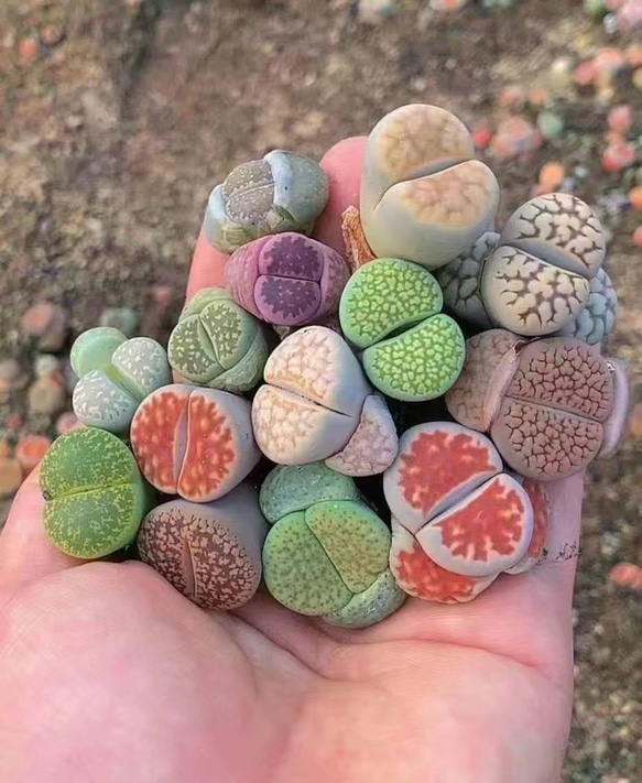 SALE❣️多肉植物　リトープス　カラフル　5玉　1.4cm以上　抜き苗 1枚目の画像