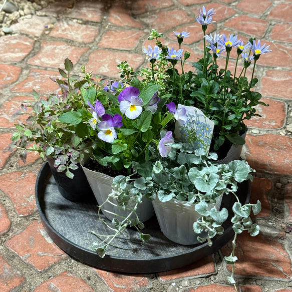 ビオラ＆ブルーデージー」のブルー系寄せ植え※寄せ植えセット 花苗 花