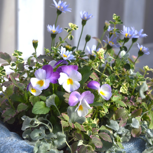 ビオラ＆ブルーデージー」のブルー系寄せ植え※寄せ植えセット 花苗 花
