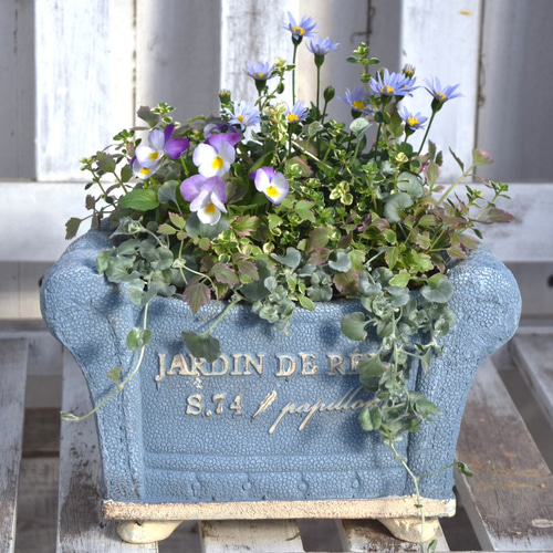 ビオラ＆ブルーデージー」のブルー系寄せ植え※寄せ植えセット 花苗 花