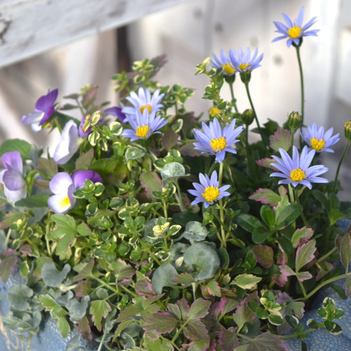 ビオラ＆ブルーデージー」のブルー系寄せ植え※寄せ植えセット 花苗 花