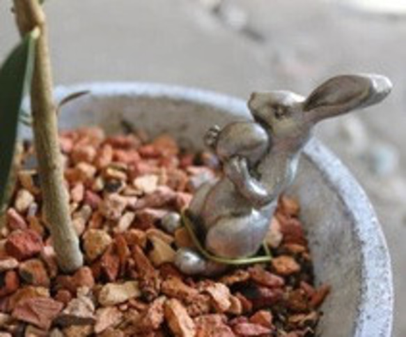 現物 １点のみ　実付き♡ すだちの木　　 6枚目の画像