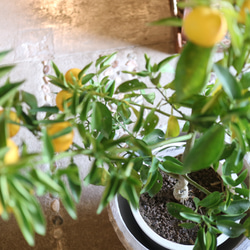 現物 １点のみ　実付き♡ すだちの木　　 4枚目の画像