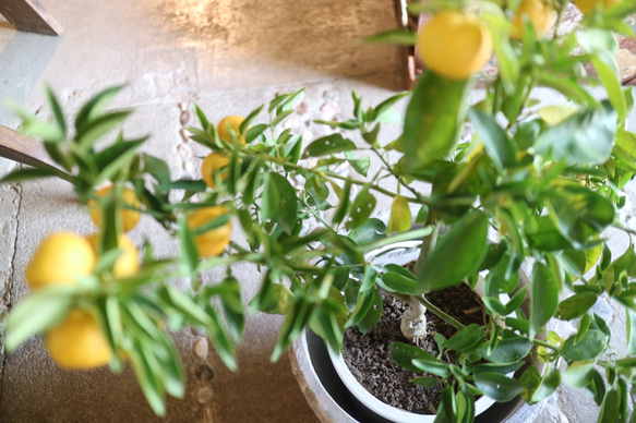 現物 １点のみ　実付き♡ すだちの木　　 4枚目の画像