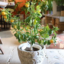 現物 １点のみ　実付き♡ すだちの木　　 1枚目の画像