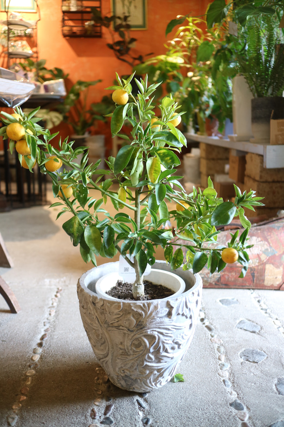 現物 １点のみ　実付き♡ すだちの木　　 1枚目の画像