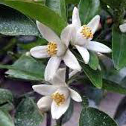 現物 １点のみ　実付き♡ すだちの木　　 7枚目の画像