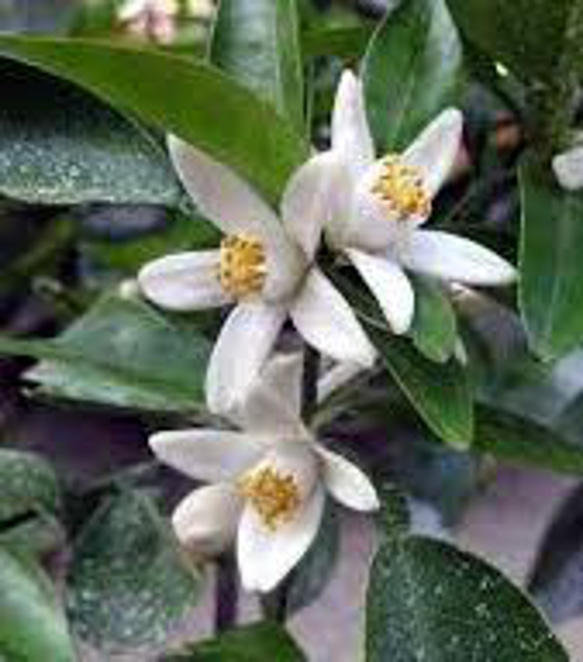 現物 １点のみ　実付き♡ すだちの木　　 7枚目の画像