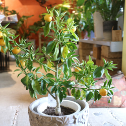 現物 １点のみ　実付き♡ すだちの木　　 2枚目の画像