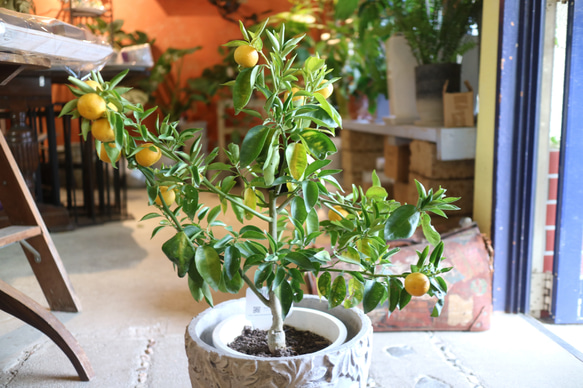 現物 １点のみ　実付き♡ すだちの木　　 2枚目の画像