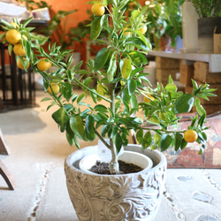 現物 １点のみ　実付き♡ すだちの木　　 3枚目の画像