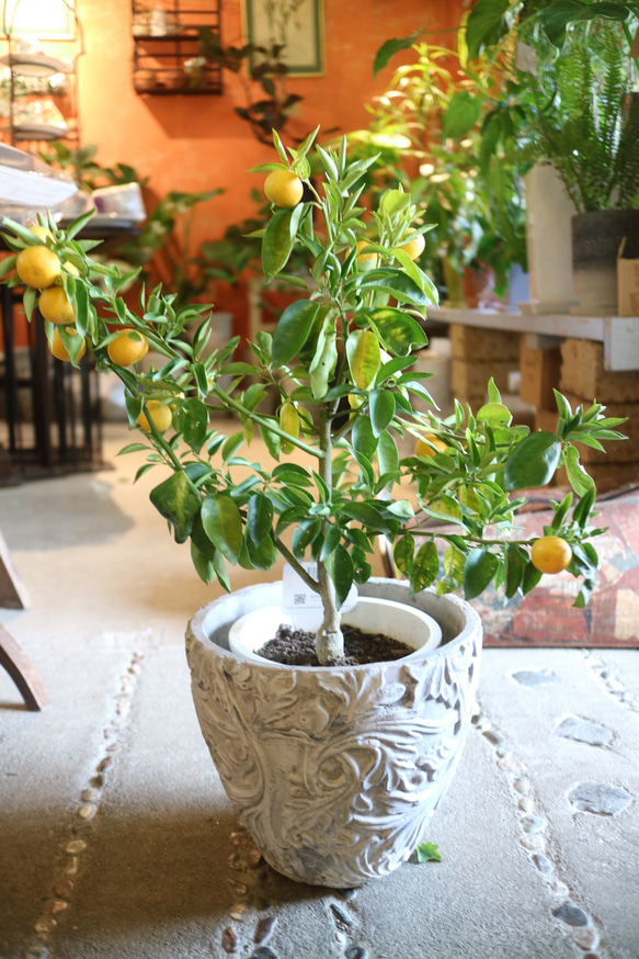 現物 １点のみ　実付き♡ すだちの木　　 3枚目の画像