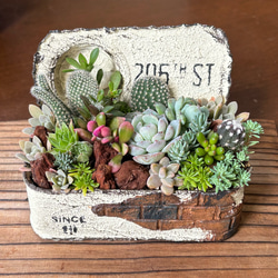 多肉植物寄せ植え 取っ手付きガーデンポット シャムねこ ハンドメイド