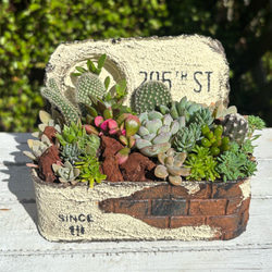 リメイク缶375☆多肉植物☆寄せ植え☆インテリア リメイク缶鉢の多肉植物寄せ植え そのまま飾れる クリスマス 多肉植物