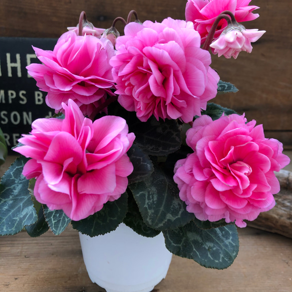 ローゼスローズ♡万重咲き♡八重咲きシクラメン♡ローゼスローズ