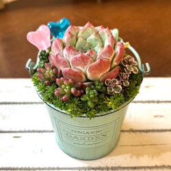 多肉植物 大きめ苗 コーラルレッド センペルビブム センペルビウム