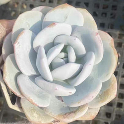 お買い得 早い者勝ち 人気ドロサンテマム キラキラ 20品種 2025 超豪華