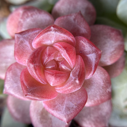 お買い得 早い者勝ち 人気ドロサンテマム キラキラ 20品種 2025 超豪華