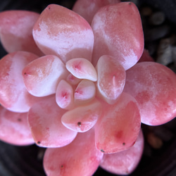 お買い得 早い者勝ち 人気ドロサンテマム キラキラ 20品種 2025 超豪華